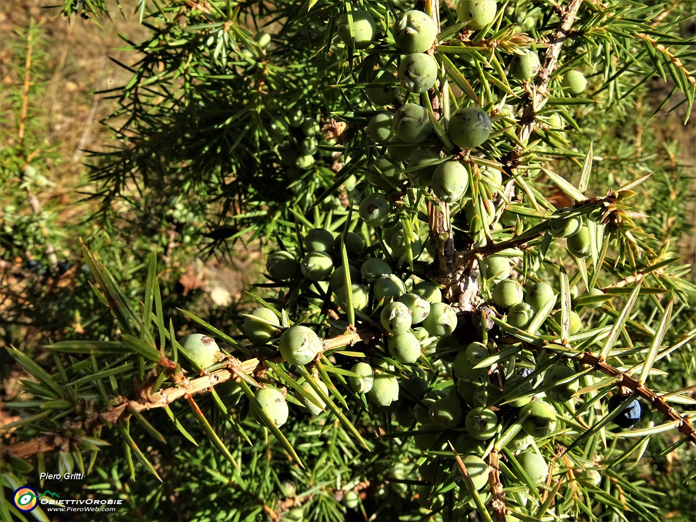 39 Rada vegetazione di prevalenti  piante di ginepro cariche di bacche.JPG